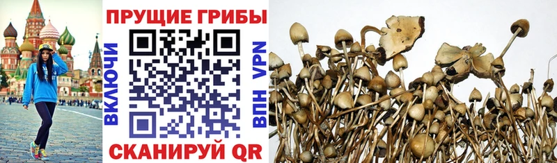 Псилоцибиновые грибы мухоморы  darknet состав  Нюрба  kraken ССЫЛКА 